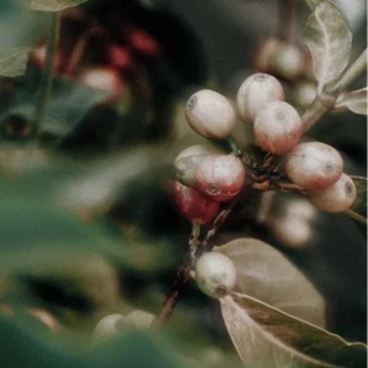 Sérum Visage et Yeux Caféine