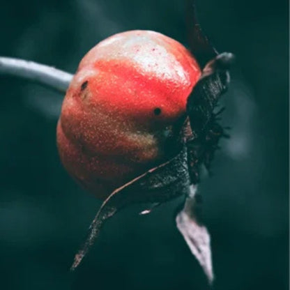 Sérum Anti-Âge Naturel Bakuchiol (Rétinol Alternative)